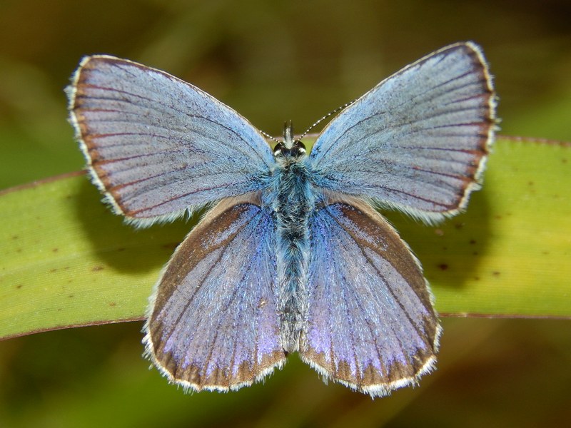 Plebejus argyrognomon